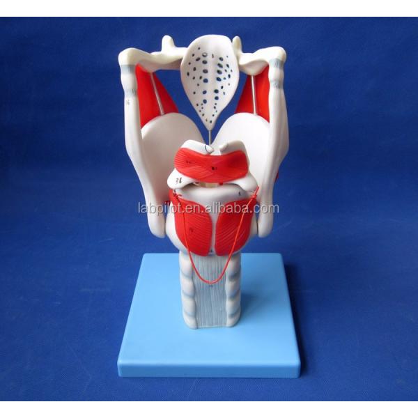 Human Life Size Advanced Larynx Structure and Function Model for Medical Demonstration