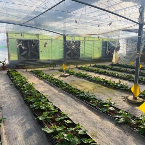Vegetable Production Po Film Greenhouse with Shading System and 30 Days Return refunds