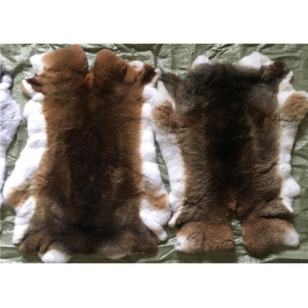 El calentador gris claro del cuello de la piel del conejo de Rex, conejo real de Rex lanza la piel para la manta de la placa