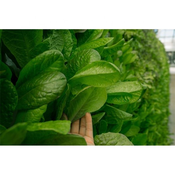 IGreen New Designed Wall Type Hydroponic Vertical Growing Systems