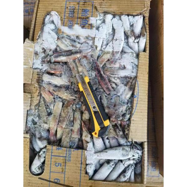 Whole Round Good Color BQF Frozen Indian Squid 100g Down