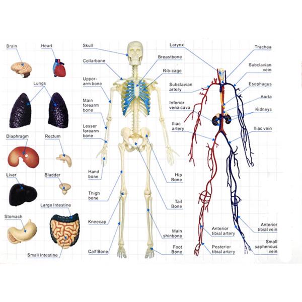35cm Skeleton 60 Parts Human Anatomy Model Toy 4d Master Homeschool Education