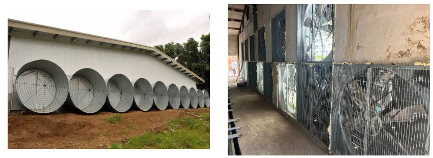 Hot-Dip Galvanized Poultry House Feeding Equipment with Low Failure Rate and Long Service Life for Automatic Feed Distribution