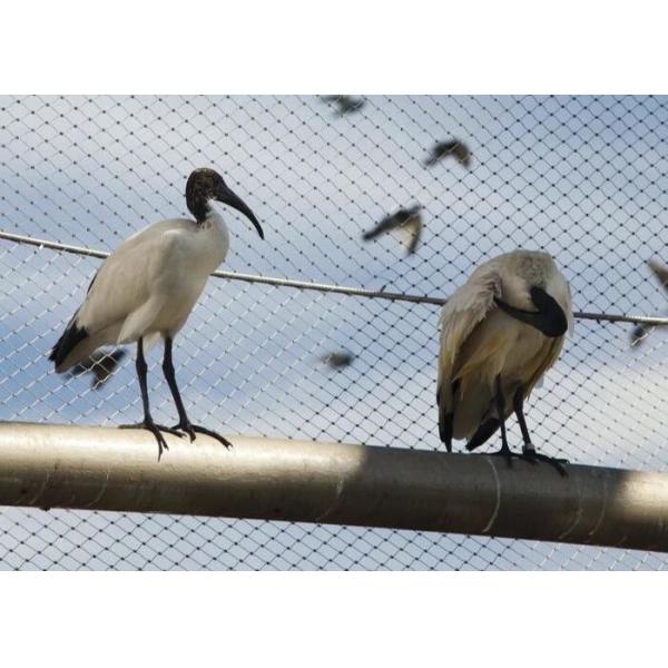 Customized 20mm 25mm 30mm 35mm SS316 Aviary Wire Netting Designs Stainless Steel Protecting Mesh