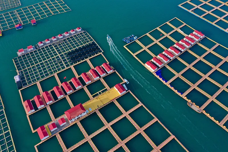 HDPE floating fish cage is designed for aquaculture and recreational fishing