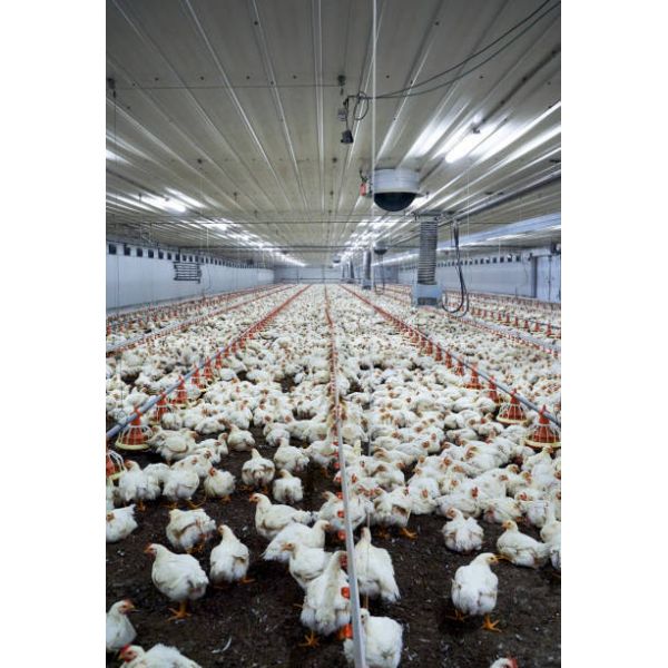 Energy Efficient Climate Controlled Poultry House with Modular Design Feeding Line