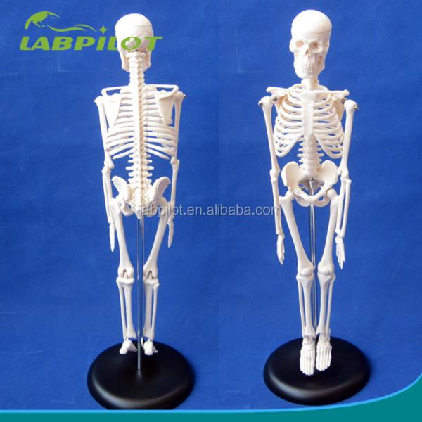 Customizable Logo Advanced PVC Flexible Skeleton Model with Movable Jaw and Material 45CM