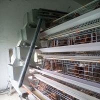 Colocando o pássaro doméstico da gaiola da galinha das galinhas dos ovos para quente das galinhas mergulhado galvanizado