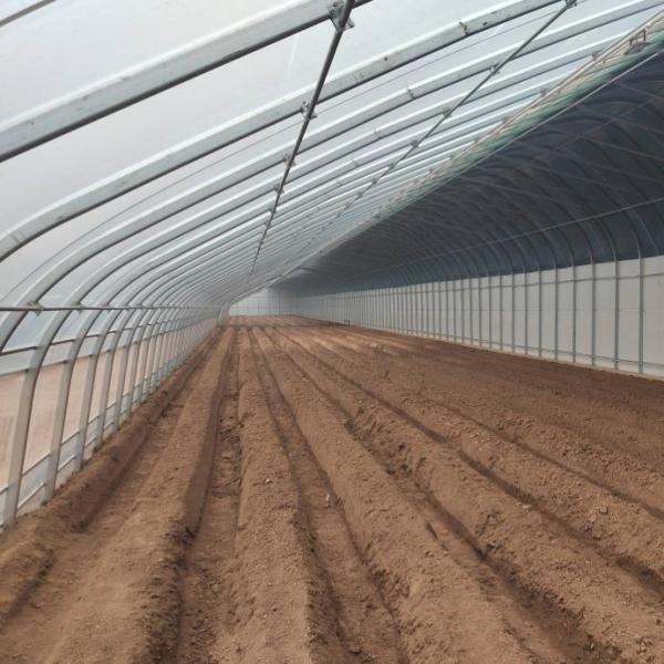 Estufas revestidas por filme e com luz solar aumentada para o cultivo de pepino em cultura de areia