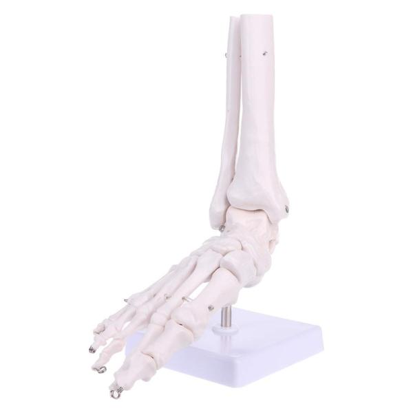 Life Size Medical Anatomy Human Foot Skeleton Model For Medical Study