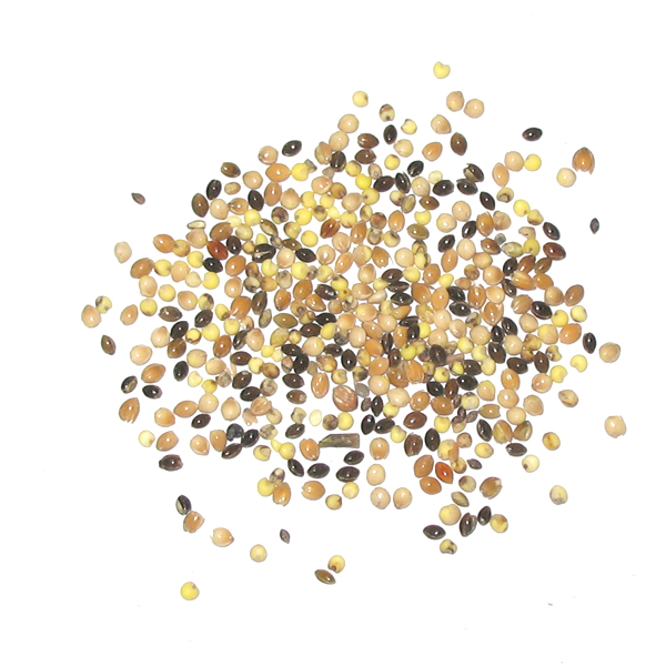 Trieuse électronique de couleurs Wenyao AI, Trieuse de graines, Trieuse de riz, Trieuse de paddy