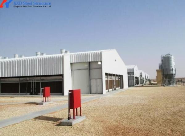 Steel Structure Poultry House with Automated Feeding and Ventilation Systems