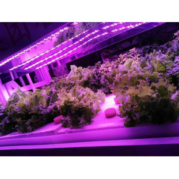 Водоустойчивое СИД ИП65 растет света СИД трубки 40В светов 0.6м растущие для цветков