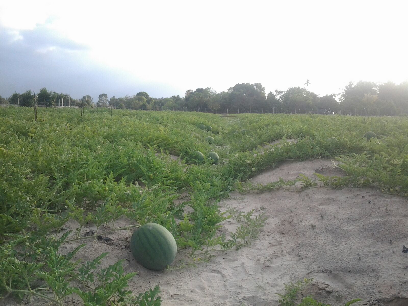 New One Big Size Seedless Red Watermelon Seeds Chinese Vegetable Seeds W01
