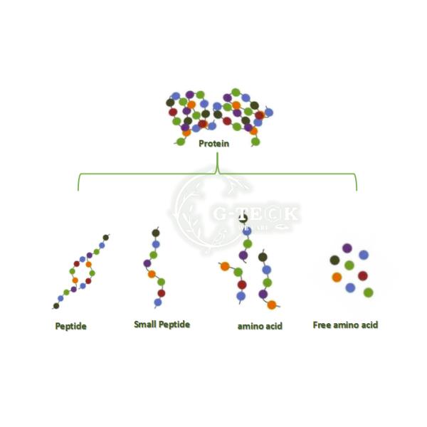 CAS 65072-01-7 90%-95% Powdered Soy Protein Organic Water Soluble