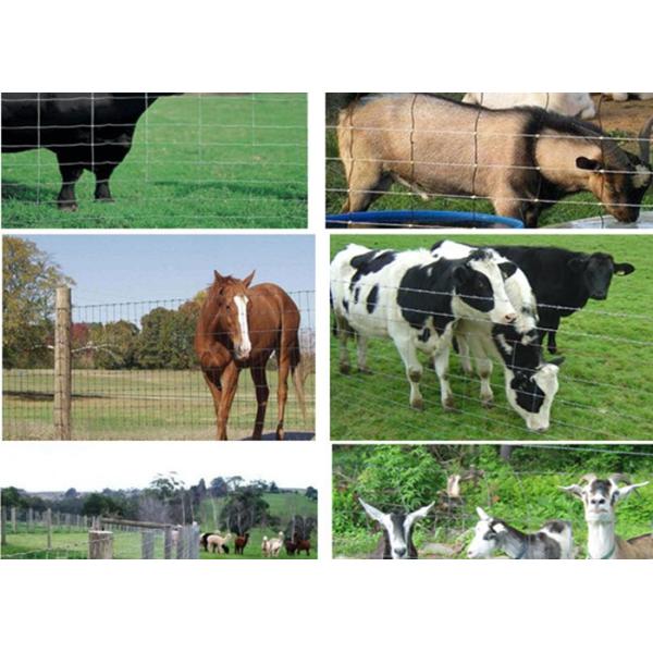 Wire Cattle Farm Fence Panels , Galvanized Field Fence 15/30mm Hole Size