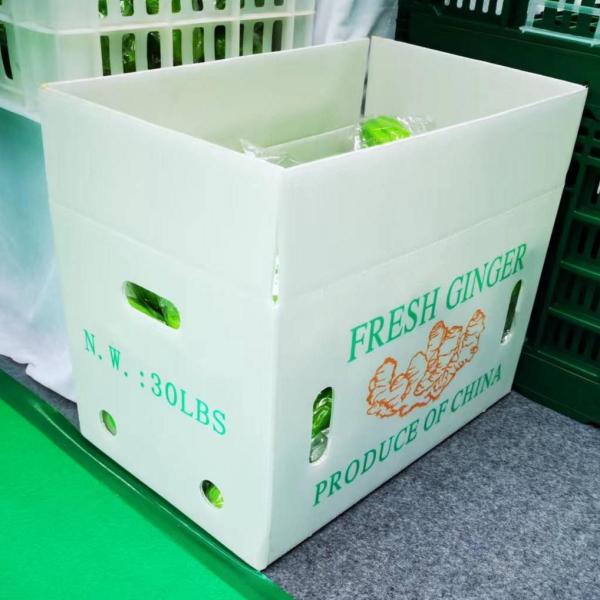 Reusable Vegetable Packaging Boxes Foldable Corrugated Sheet Box Customized