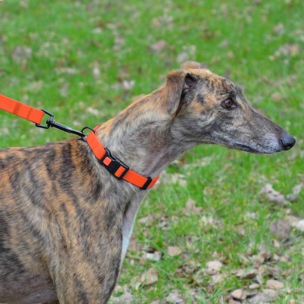 Регулируемый красочный водоустойчивый Веббинг нейлона воротников собаки прочный легкий для того чтобы помыть