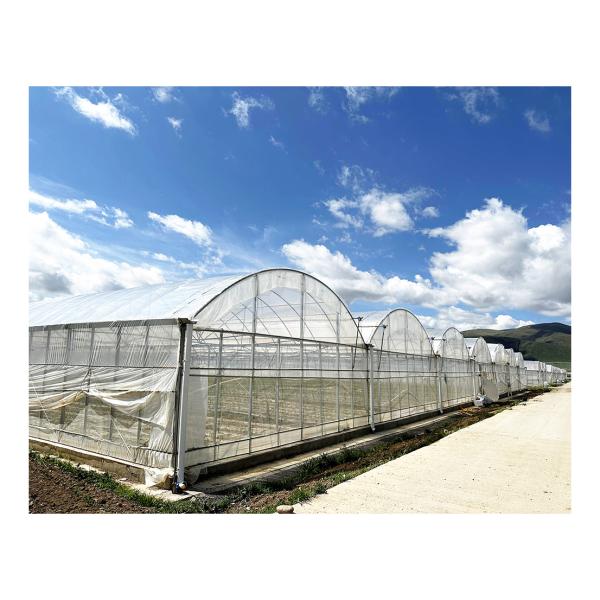 BAOLIDA 24x40m Single-Span Greenhouse with 150micron PE Film