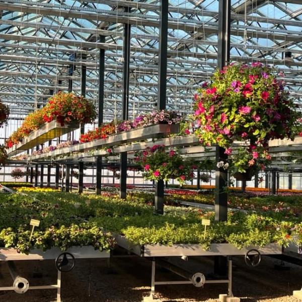 Lightweight Polycarbonate Venlo Greenhouse for Hydroponic  Petunia Cultivation