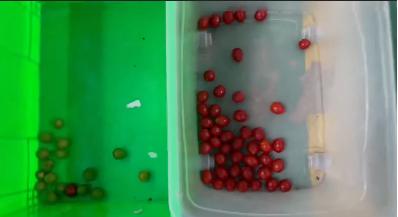 Industrial Tomato Cherry Color Sorter Machine 1000kg/h Stainless Steel