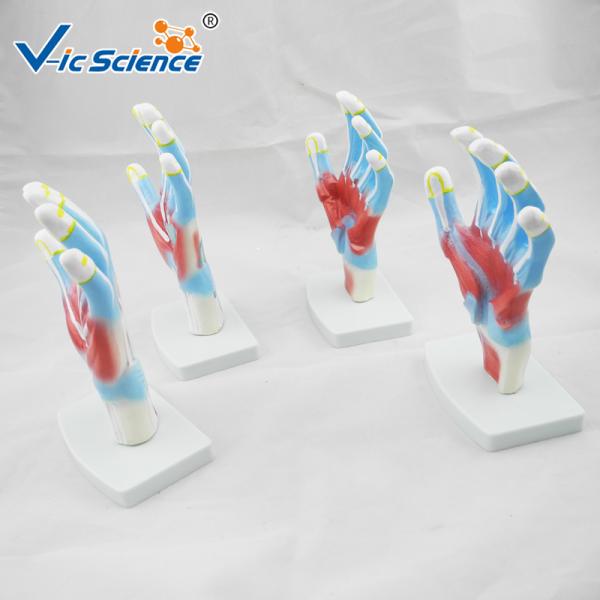 4pieces/Set Human Hand Pvc Anatomical Medical Model