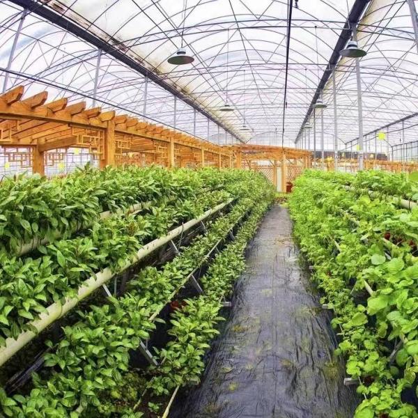 Steel Structure Multi-Span Plastic Greenhouse Package Size 50.00cm * 60.00cm * 50.00cm
