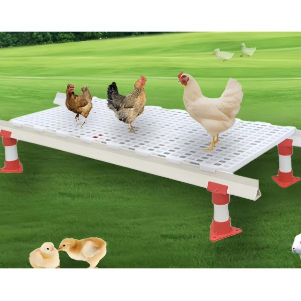 Easy Clean Plastic Slatted Floor Poultry House Customized Color