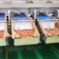 Assurance de la qualité uniforme 2,0 tonnes par heure Machine de tri des dattes de palme à 8 voies avec certificat CE MD ISO9001