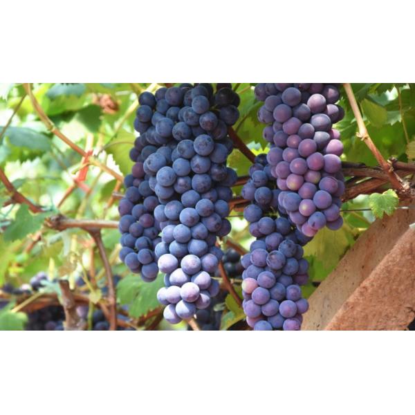 Grape Tree / Fruit Tree Fertilizer Organic Amino Acid Chelated Minerals