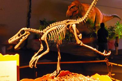 Fóssil de dinossauro completo da fibra de vidro da simulação para o parque do entretenimento