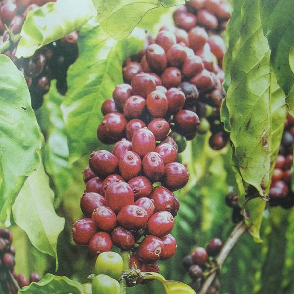 100% Compostable Packaging Bags White Kraft Stand Up Pouch 120um TUV Certified