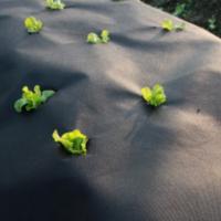 High - Toughness Agricultural Protective Nonwoven Anti - Aging Tear - Resistant for Crop Cultivation