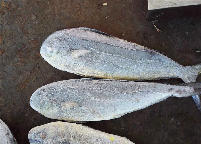 Блок круга 1.5kg 2kg моря весь быстрый - замороженные рыбы Mahi Mahi