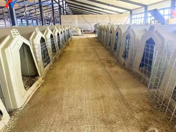 Easy Install Metal Cattle Shed Onsite Installation Steel Animal Husbandry Equipment
