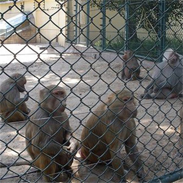 50ft Roll PVC Coated Galvanized Steel Diamond Cyclone Wire Mesh Chain Link Fence