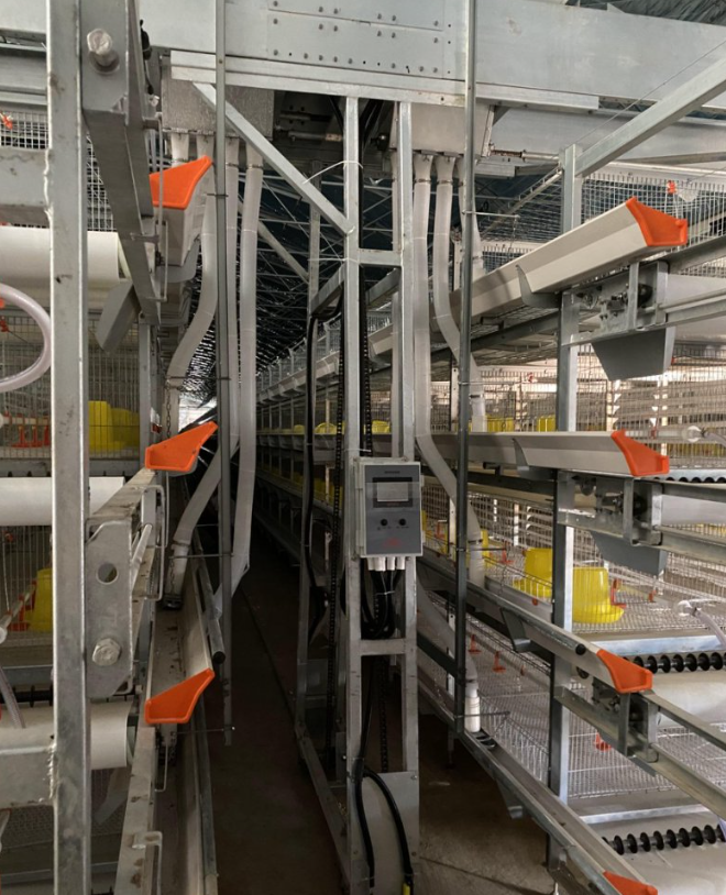 Agrieso Full Automatic Hot Galvanized 4 Tier Poultry Farm Cage with Manure Removal System