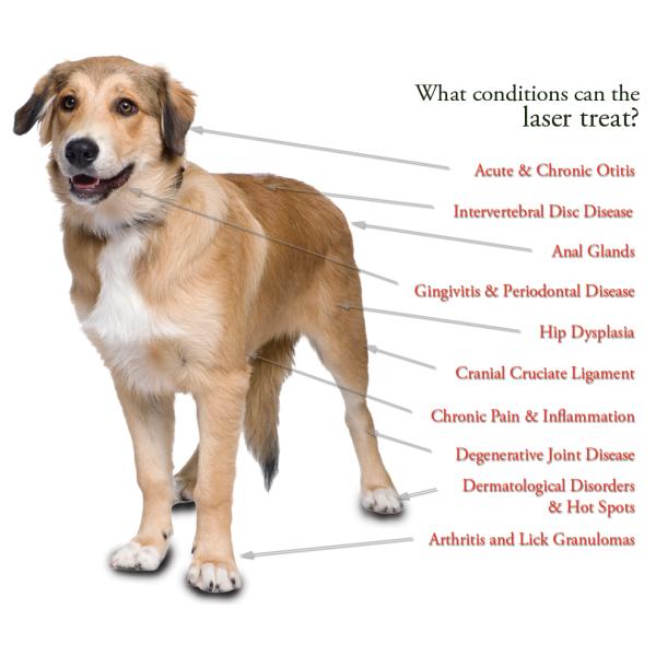 Class IV Quad Wavelength Pet Veterinary Laser Therapy Machine