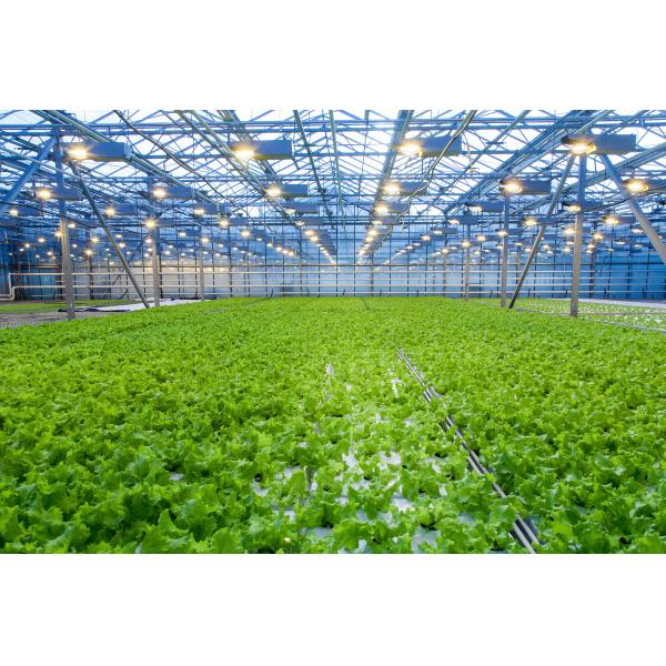 Organic Fertilizer 100% Water Soluble Agricultural Chitosan Yellow Powder