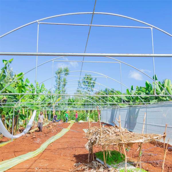 Земледелие парника пяди Hydroponic тоннеля рамки металла одиночное обрабатывая землю расти