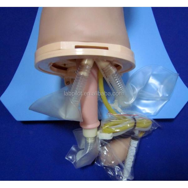 Vivid Anatomy Intubation Head for Electronic Multi-functional Airway Management Model