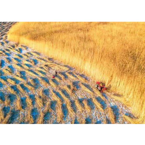 Adubo líquido do Oligosaccharide do ácido aminado para a pulverização Foliar do tomate