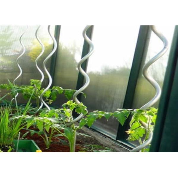 5mm Diameter Tomato Growing Wire 1.6m Height Galvanized Spiral