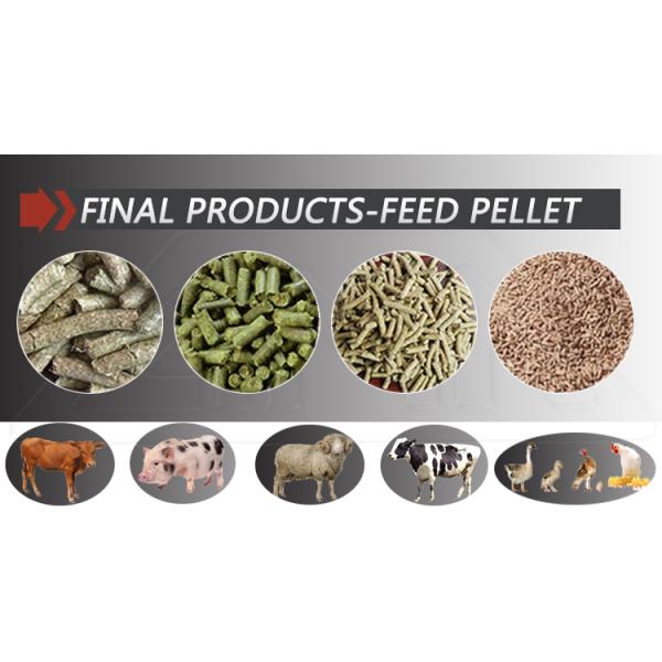 3 Ton Per Hr Alfalfa Pellet Production Line 4.5mm To 8mm Small Cattle Feed Plant