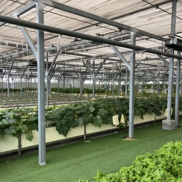 Innovative Design and Innovative Hydroponic Glass Greenhouse for Growing Vegetables