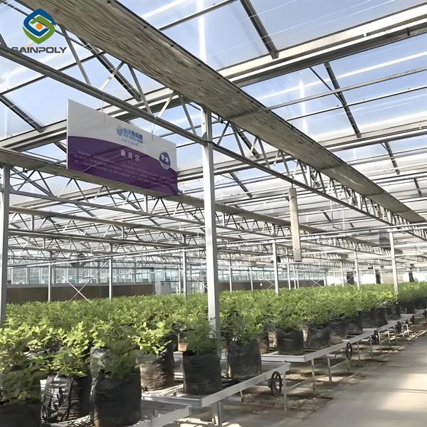 Single Span Greenhouse Metal Frame Greenhouse For Blueberry Production