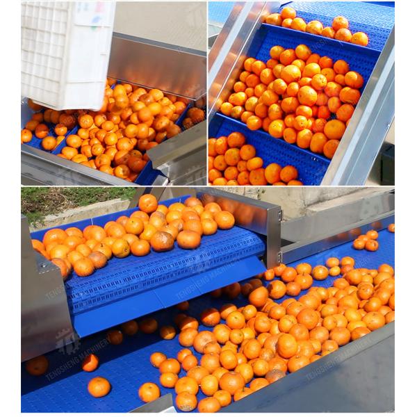 Washing Hoisting machine Fruit Orange Vegetable Apple pineapple Ginger Potato Carrot Sweet potato Yam cucumber chili onion okra Lettuce Cao Xin Baby Cabbage Chinese Cabbage processing production