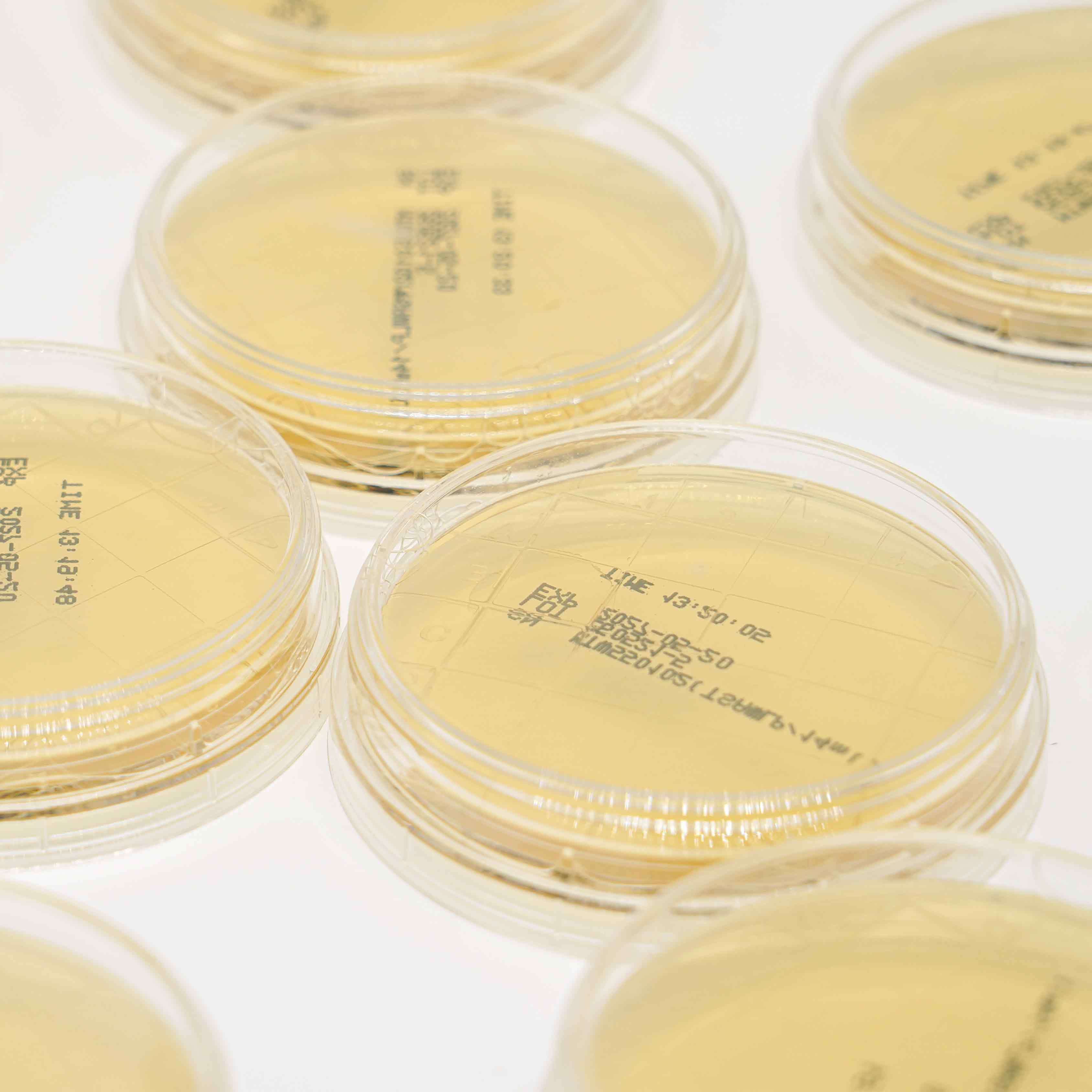 Tryptic Soy Agar TSA Sterile Culture Media Plate For Pharmaceutical Microbiology Testing
