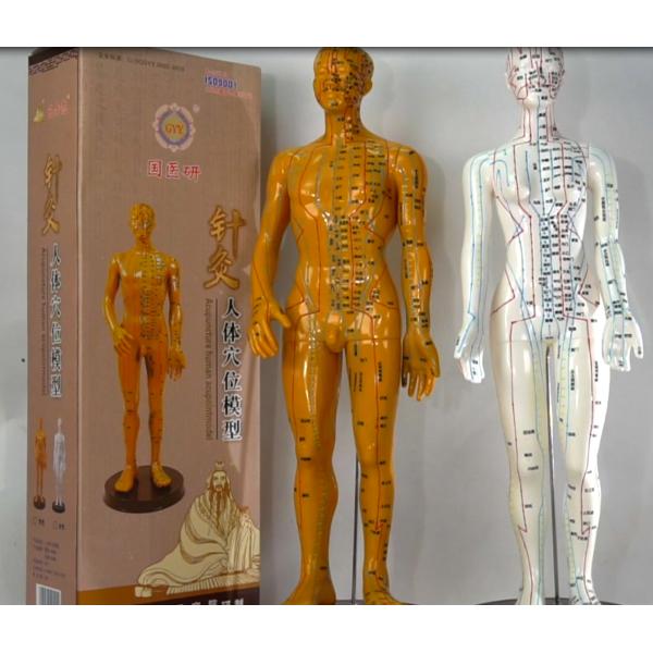 Bronze Human Body Acupuncture Model Manikin with Male Acupoints and Meridian Points