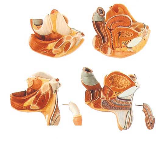 20 parts dual sex torso Human Anatomy Model life size with innner organs model